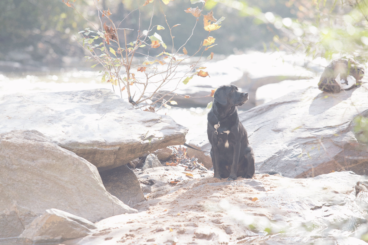 Black lab sitting in sand on the side of Sope Creek.