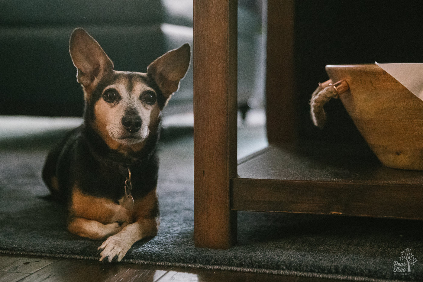 Little family dog lying next to a coffee table with one paw curled into his chest and ears up in curiosity