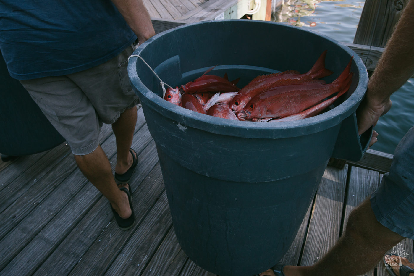 Humongous fishing bucket filled with red snapper being carried down the pier by two men.