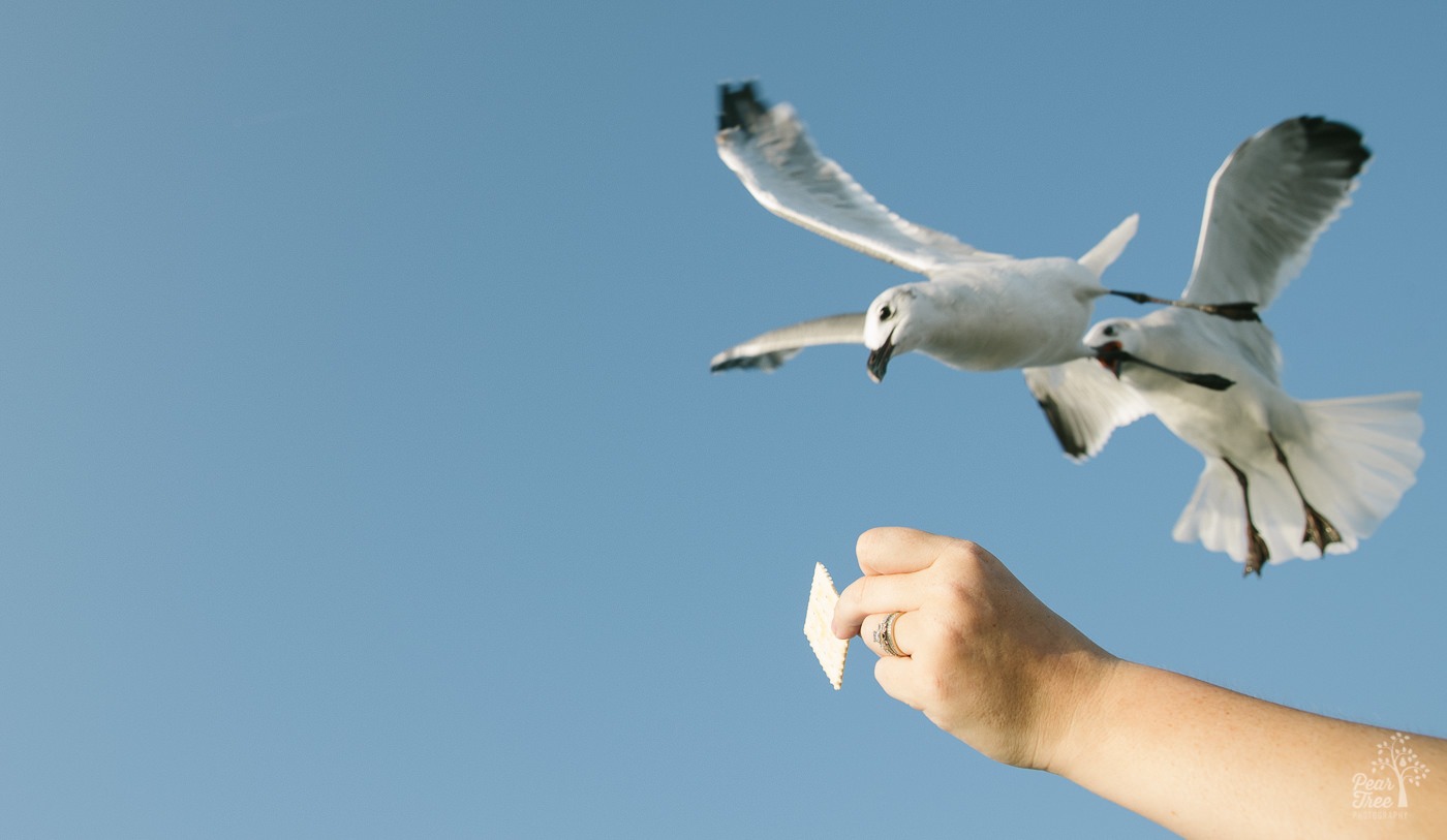 Seagulls flying in to grab a saltine cracker out of a woman's hand.