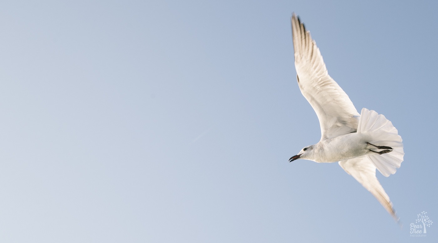 A seagull flying near with its wings and tail outstretched.