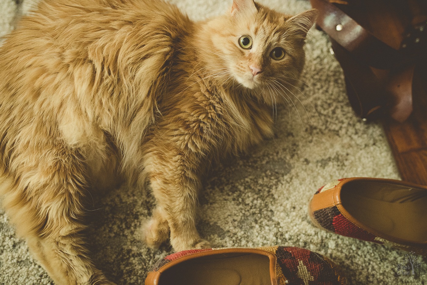 Gorgeous medium hair orange tabby laying on the carpet next to Turkish hand made shoes