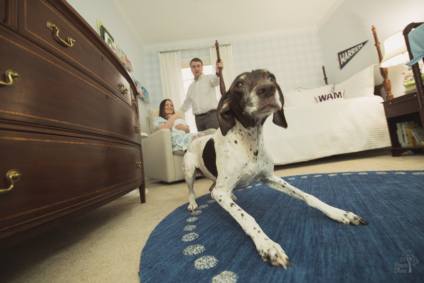 Family pointer dog pouncing on the floor and photobombing the newborn session