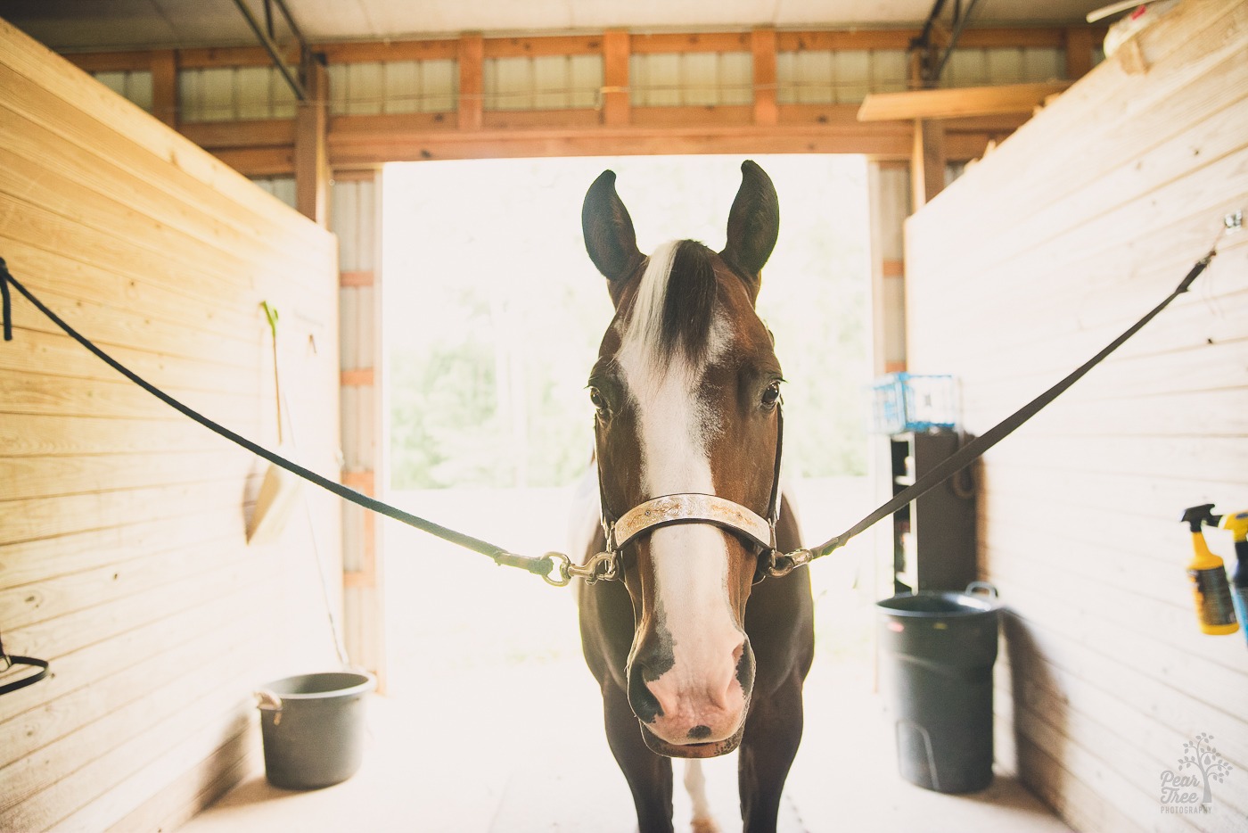 A horse named Rooster tied in a stable and waiting to be groomed