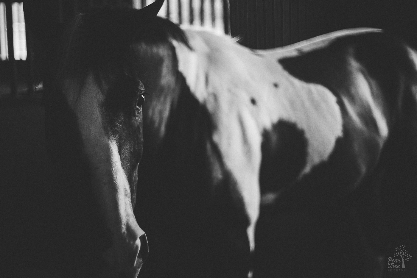 Black and white photograph of a horse in a stable