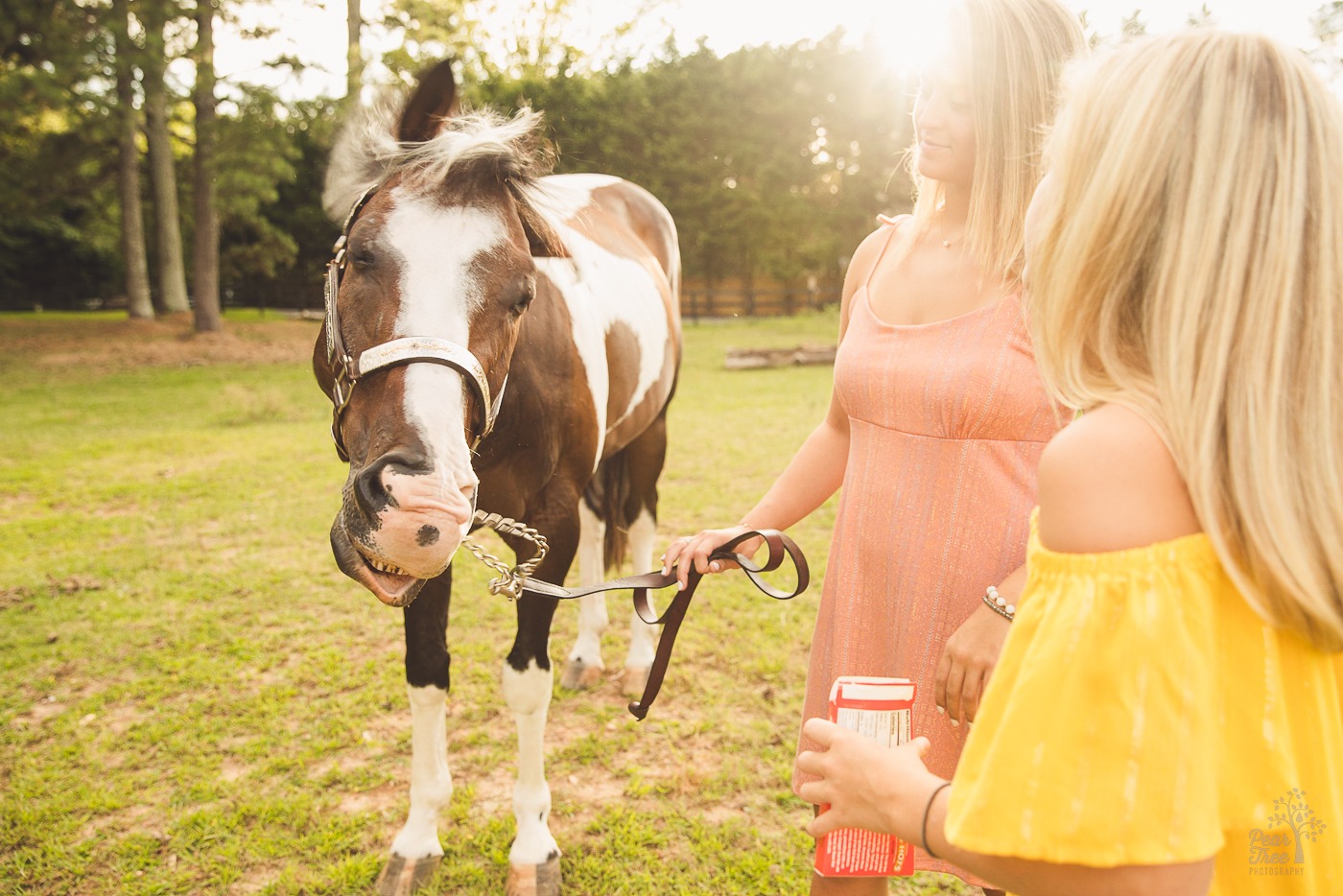 A paint horse shaking his head and not cooperating during his photoshoot with his girls in Woodstock