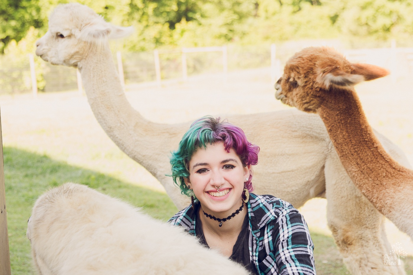 Adairsville high school senior with green and purple hair hanging out between three alpacas