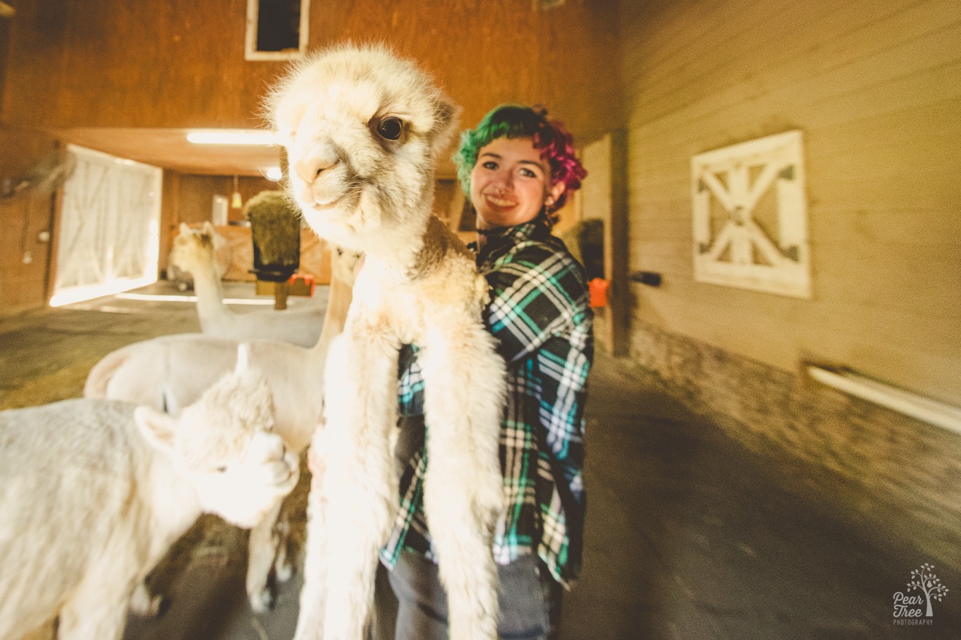 High school senior picking up an alpaca baby to show off the cuteness inside a barn