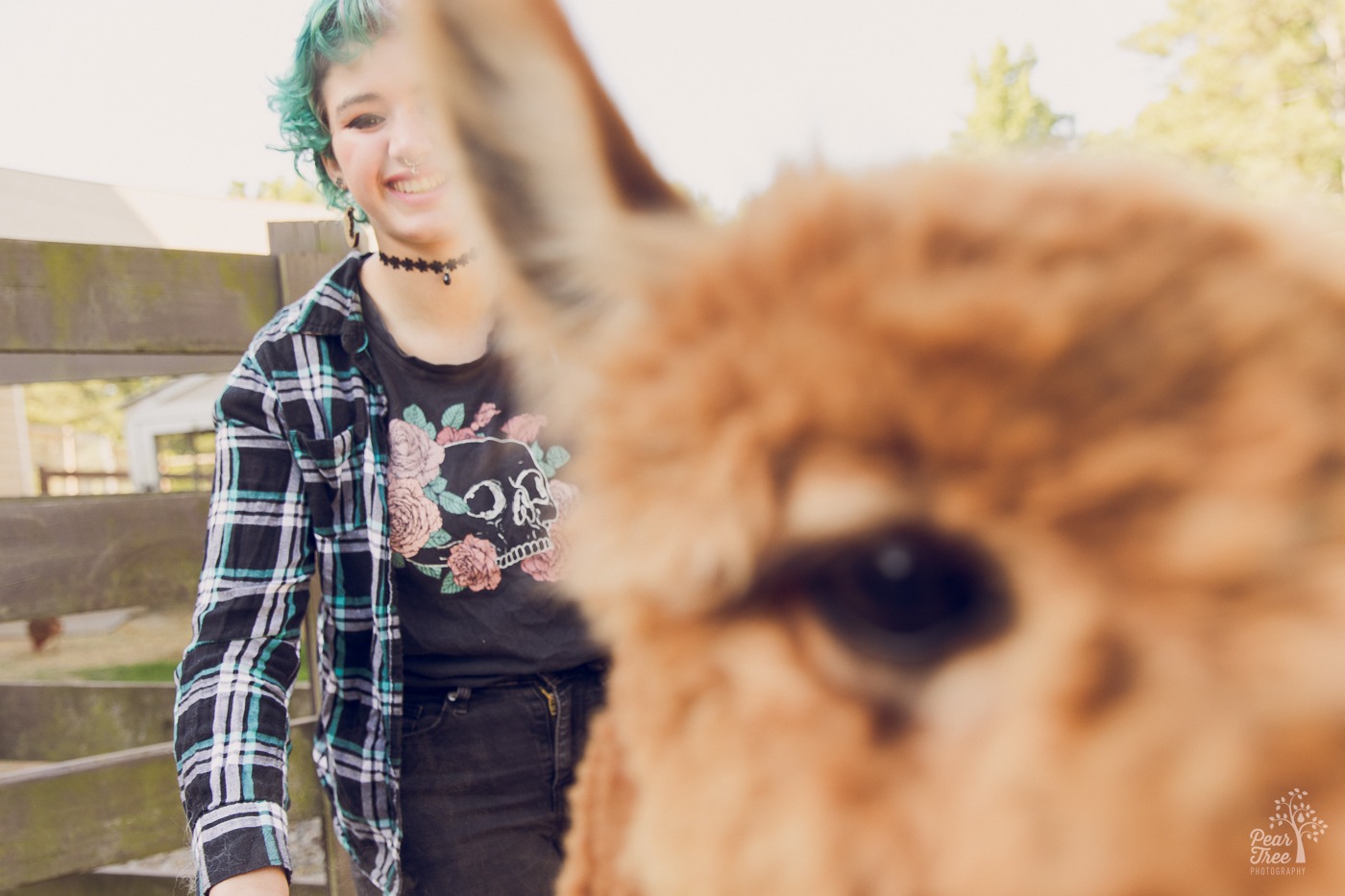 Brown alpaca photo bombing a high school senior photography session
