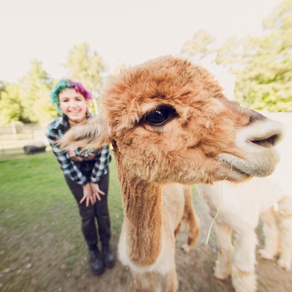 Cute brown alpaca stepping in front of an Adairsville high school senior while being photographed